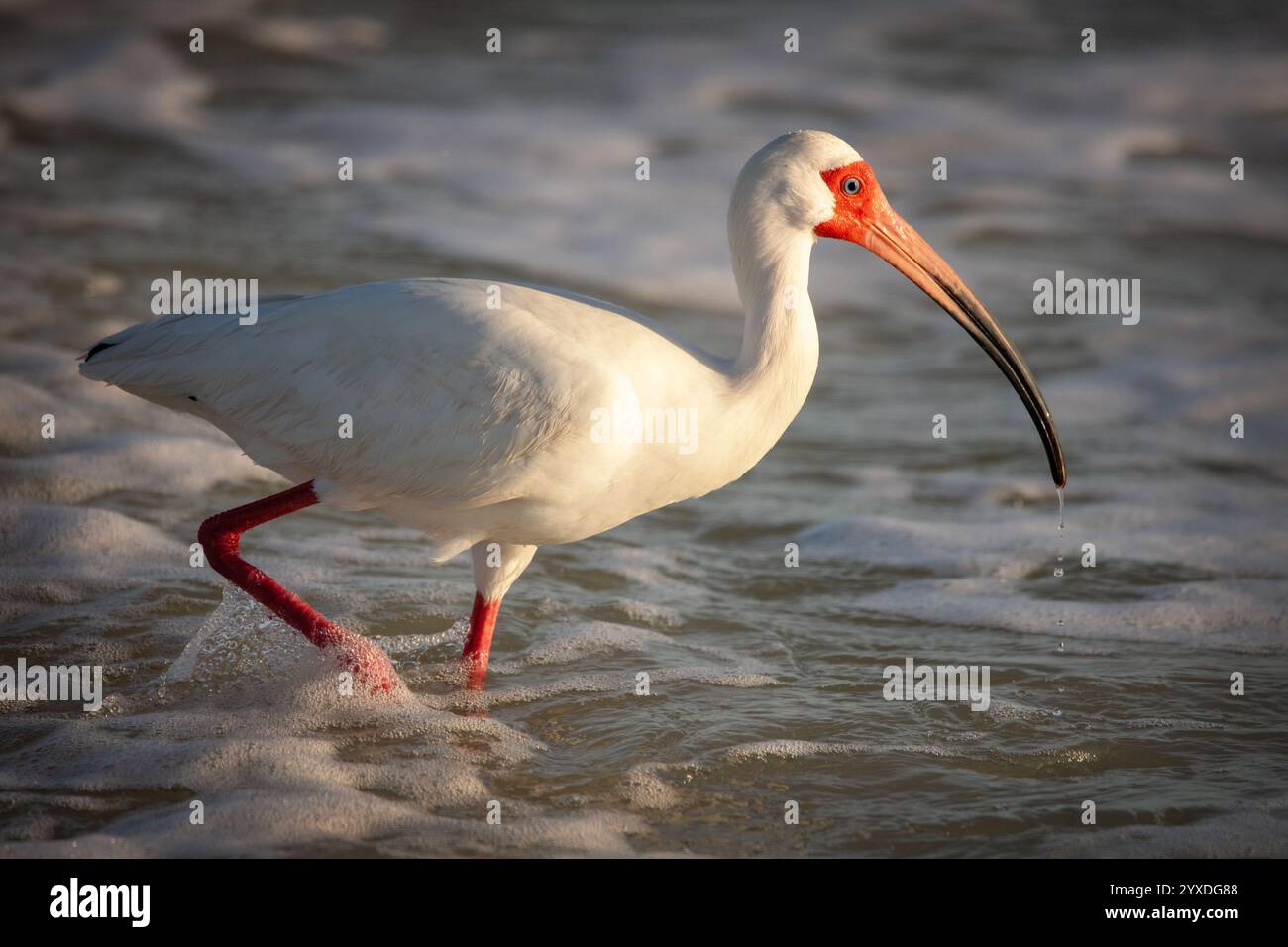Ibis bianco americano (Eudocimus albus) a caccia di Emerita o granchi di sabbia a Tigertail Beach, Marco Island, Florida Foto Stock