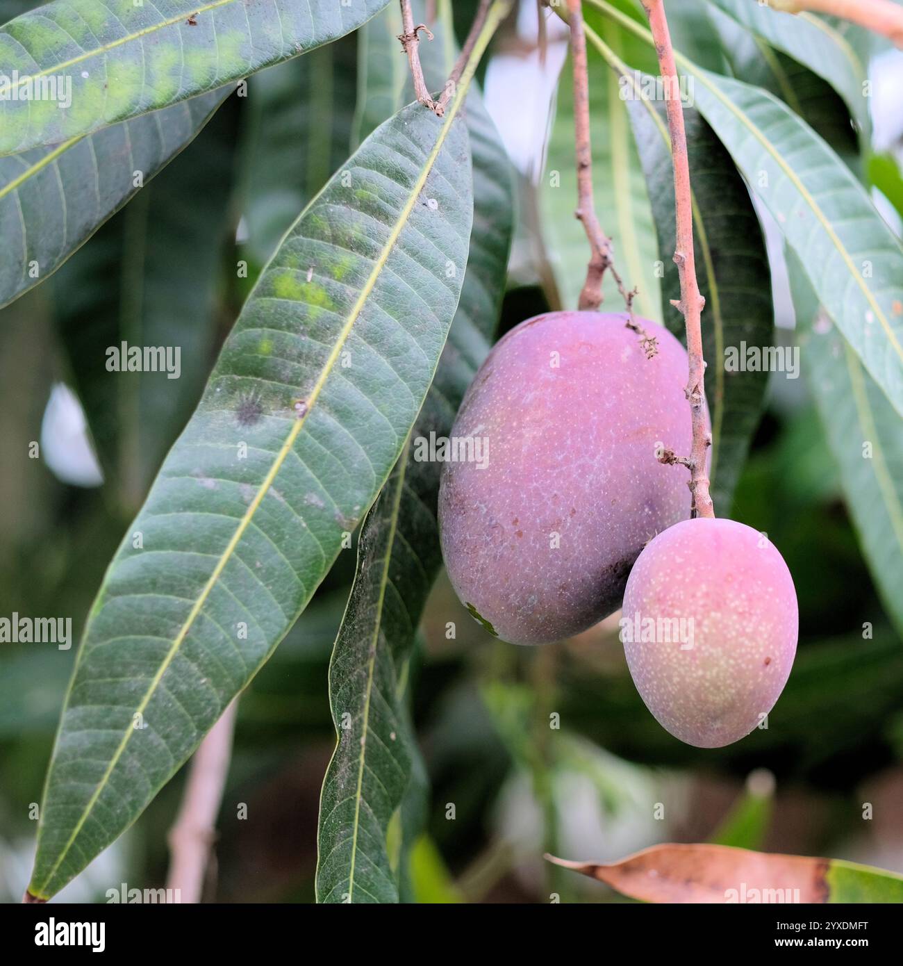 Due frutti di mangifera indica maturati su un albero con lunghe foglie a lama; un paio di manghi rossi su un fusto circondato da fogliame; mango. Foto Stock