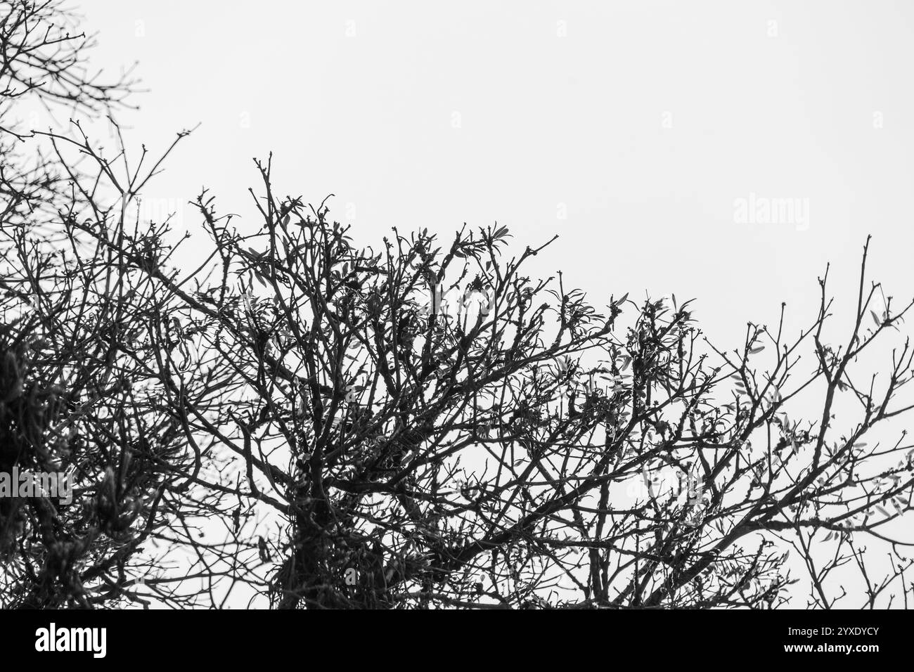 Silhouette di un albero in una foto in stile bianco e nero a Rio de Janeiro, Brasile. Foto Stock