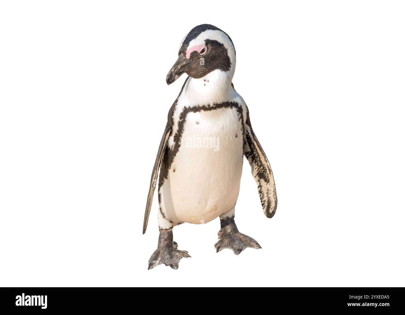 Pinguino africano su Boulders Beach, Città di Simon, Cape Peninsula, Città del Capo comune, Western Cape, Sud Africa Foto Stock