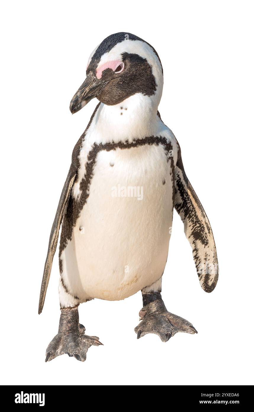 Pinguino africano su Boulders Beach, Città di Simon, Cape Peninsula, Città del Capo comune, Western Cape, Sud Africa Foto Stock