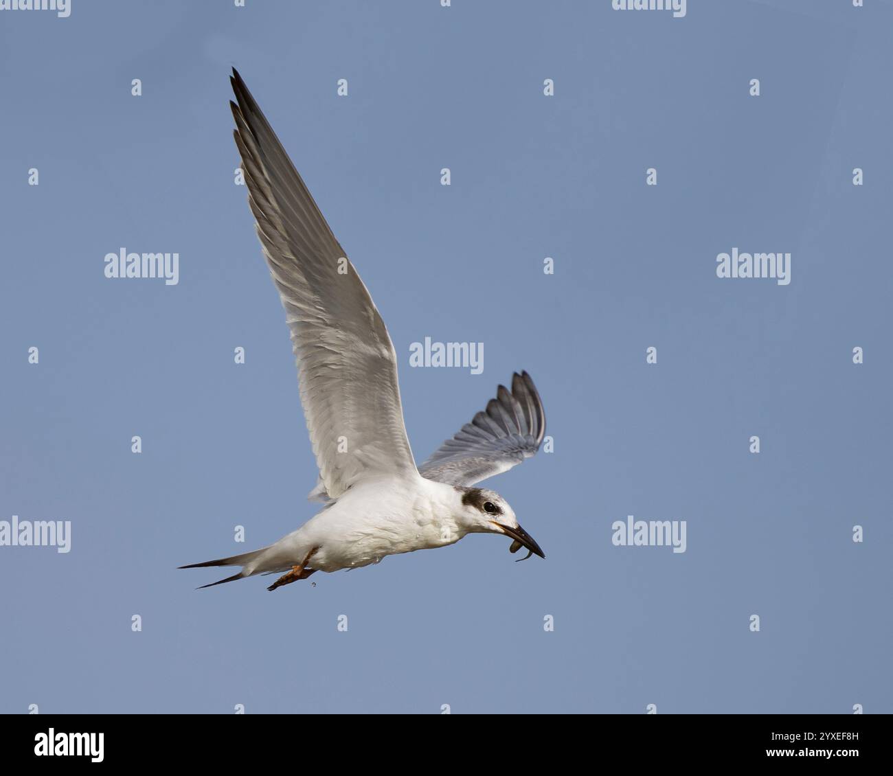 Forster's Tern (Sterna forsteri) vola con un pesce appena pescato al Coyote Hills Regional Park nella contea di Akameda, California. Foto Stock