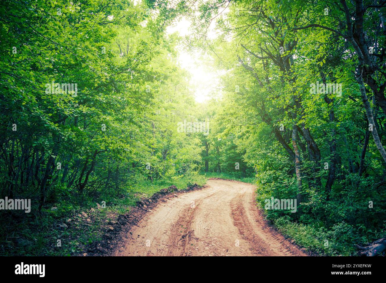 Un sentiero nella fitta giungla verde Foto Stock