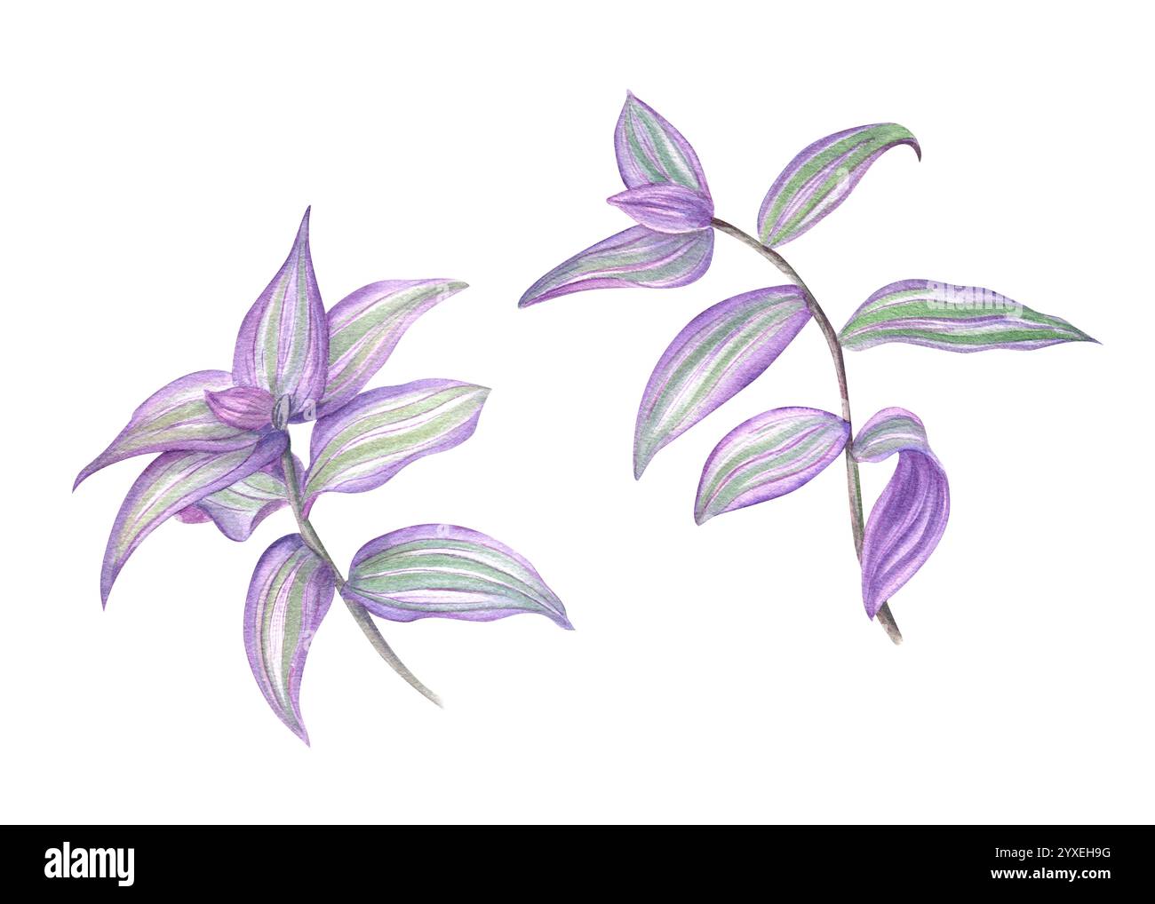 Rami trade scantia viola con foglie acquerello illustrazione estiva. Spiderwort tropicale creeper House pianta sketch. Due ramoscelli floreali per interni Foto Stock