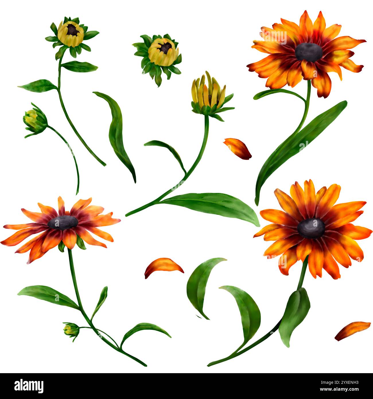 Fiori gialli con foglie verdi. Rudbeckia. Clipart girasole. Fiore della scuola autunnale su sfondo bianco. Illustrazione acquerello. Set di luminoso yel Foto Stock