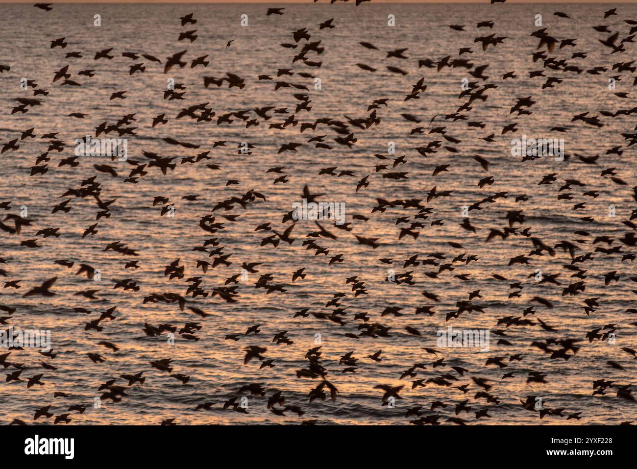 Brighton, 14 dicembre 2024: Nella maggior parte delle sere invernali al crepuscolo, migliaia di stelle convergono sul lungomare di Brighton e murmurmurano per circa Foto Stock