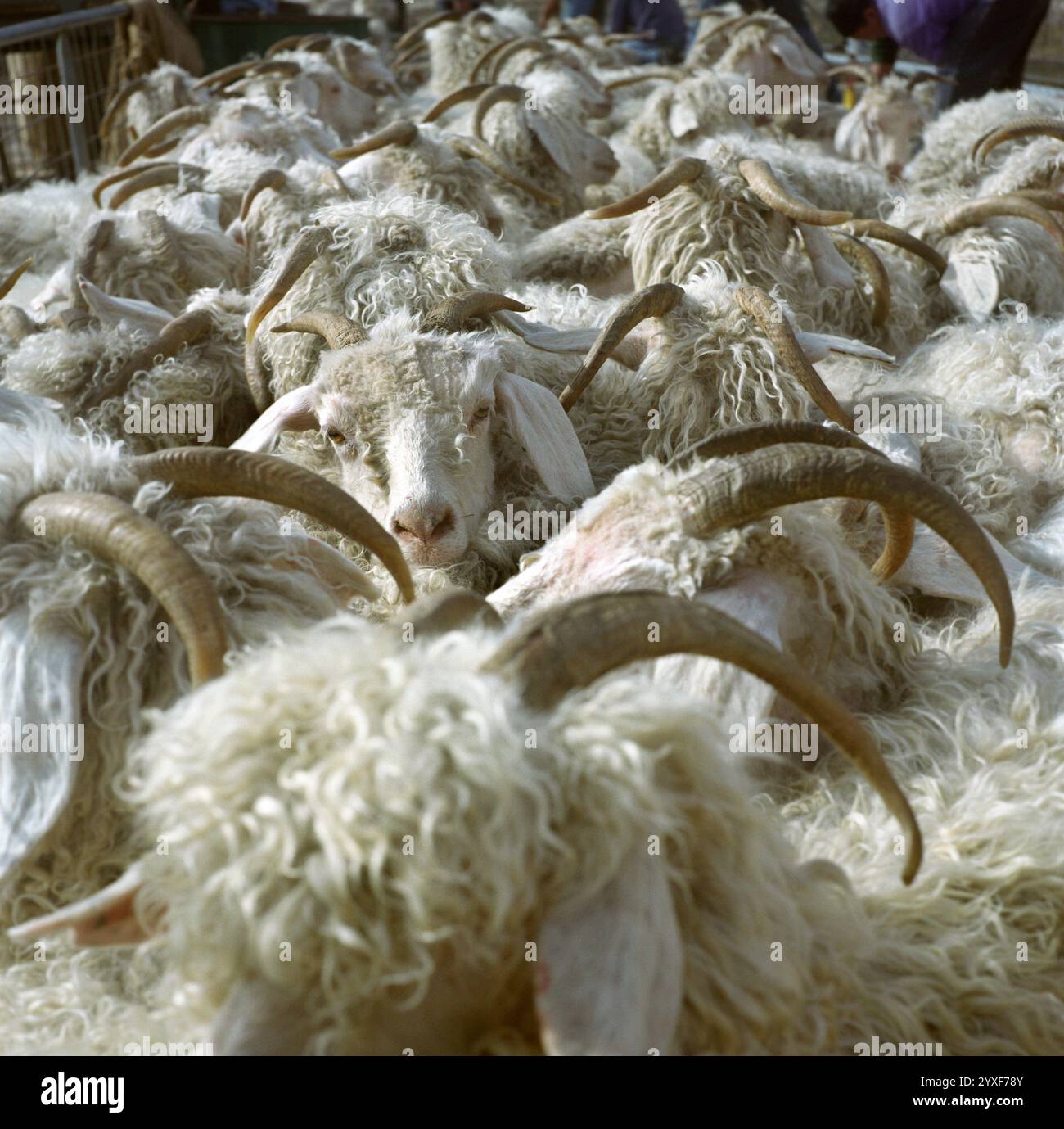 Capre angora ben confezionate in una penna. Foto Stock