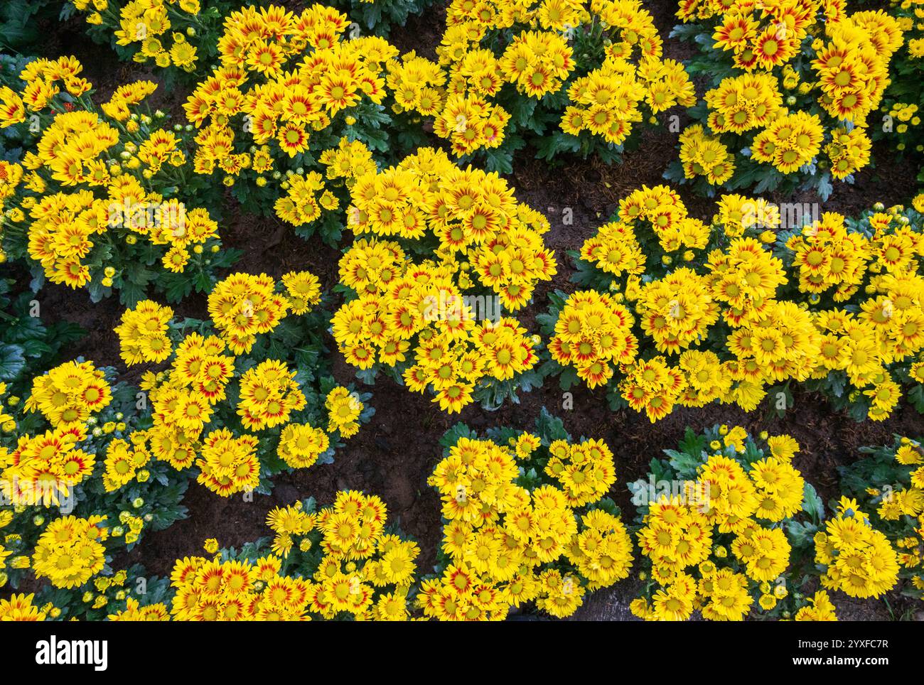 Piccoli fiori gialli cespugliosi di ibridi Chrysanthemum indicum coltivati in mostra di fiori - sfondo floreale della natura Foto Stock