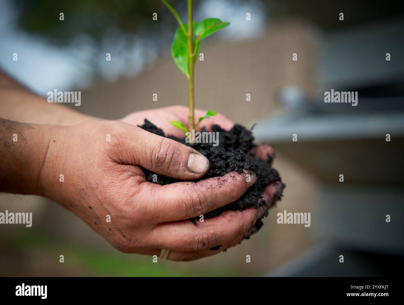 Coltivazione del carbonio, compost, terreno di inglobamento, mantenimento, coltivazione, stagione, substrato, ambientale, naturale, sporco, due mani in mano, sostenibilità, bio-cura, Foto Stock