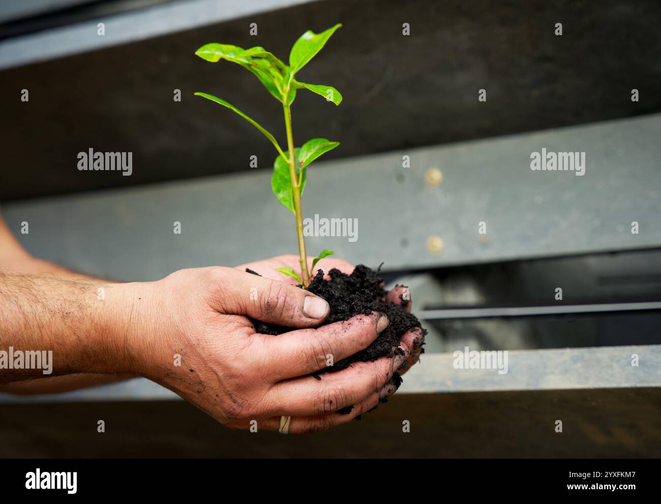 Coltivazione del carbonio, compost, terreno di inglobamento, mantenimento, coltivazione, stagione, substrato, ambientale, naturale, sporco, due mani in mano, sostenibilità, bio-cura, Foto Stock