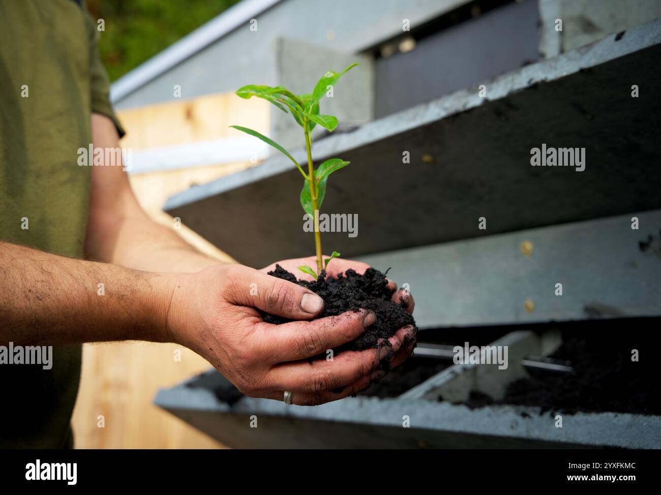 Coltivazione del carbonio, compost, terreno di inglobamento, mantenimento, coltivazione, stagione, substrato, ambientale, naturale, sporco, due mani in mano, sostenibilità, bio-cura, Foto Stock