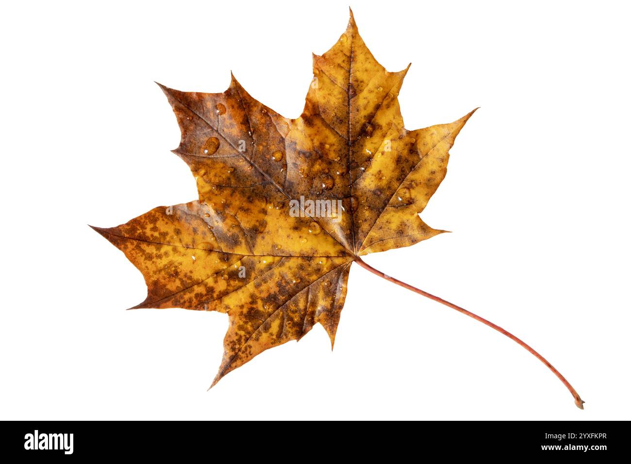 Foglia d'acero giallo autunnale con macchie marroni e gocce d'acqua isolate su bianco. Foglia di acero canadese. Oggetto naturale decorativo per l'autunno. Foto Stock