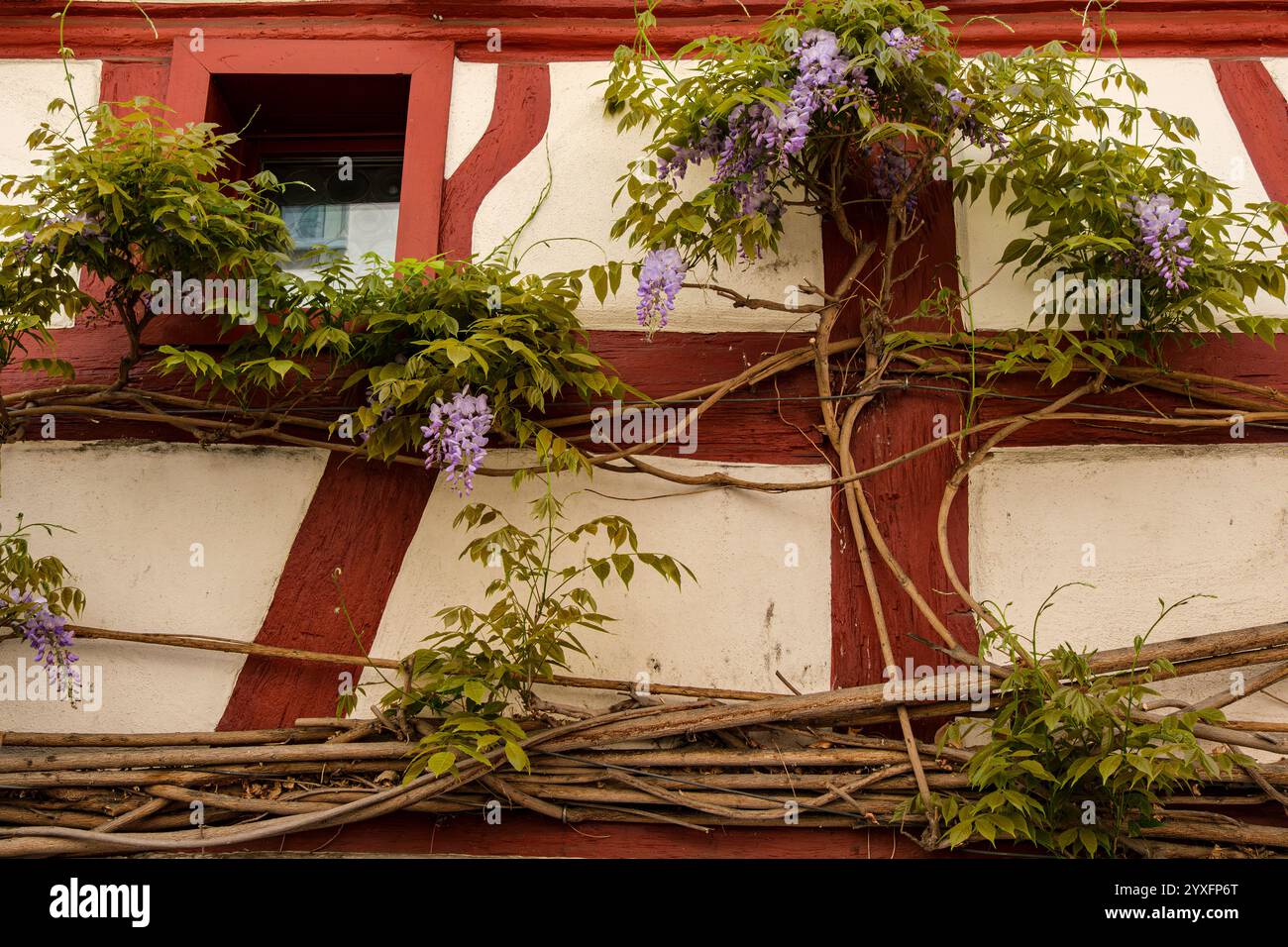 Storica struttura in legno ricoperta di glicine nel centro storico di Überlingen, Baden-Württemberg, Germania. Foto Stock