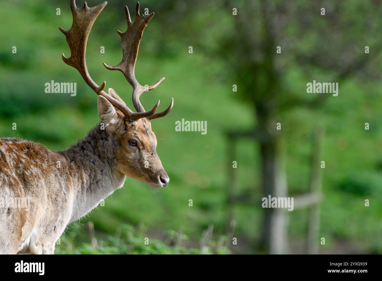 Fallow Deer (Dama dama) buck (maschio) nel parco dei cervi di Boughton Monchelsea. Dicembre, Regno Unito, Kent, Foto Stock