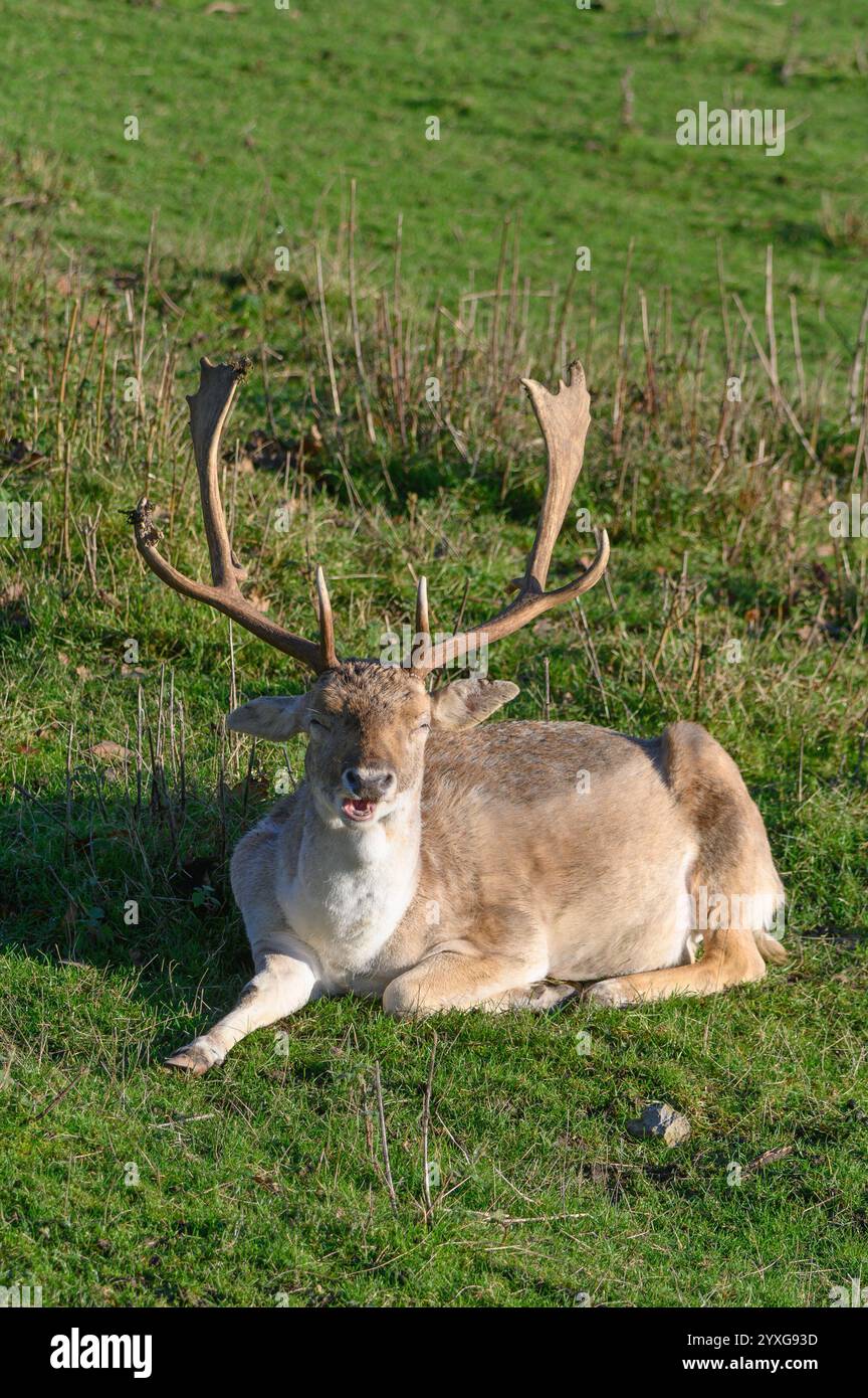 Fallow Deer (Dama dama) buck (maschile) rilassati nel parco dei cervi di Boughton Monchelsea. Dicembre, Regno Unito, Kent, Foto Stock