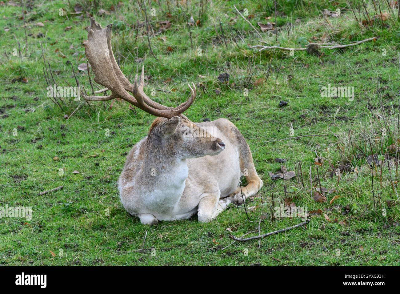 Fallow Deer (Dama dama) buck (maschile) rilassante nel parco dei cervi di Boughton Monchelsea. Dicembre, Regno Unito, Kent, Foto Stock