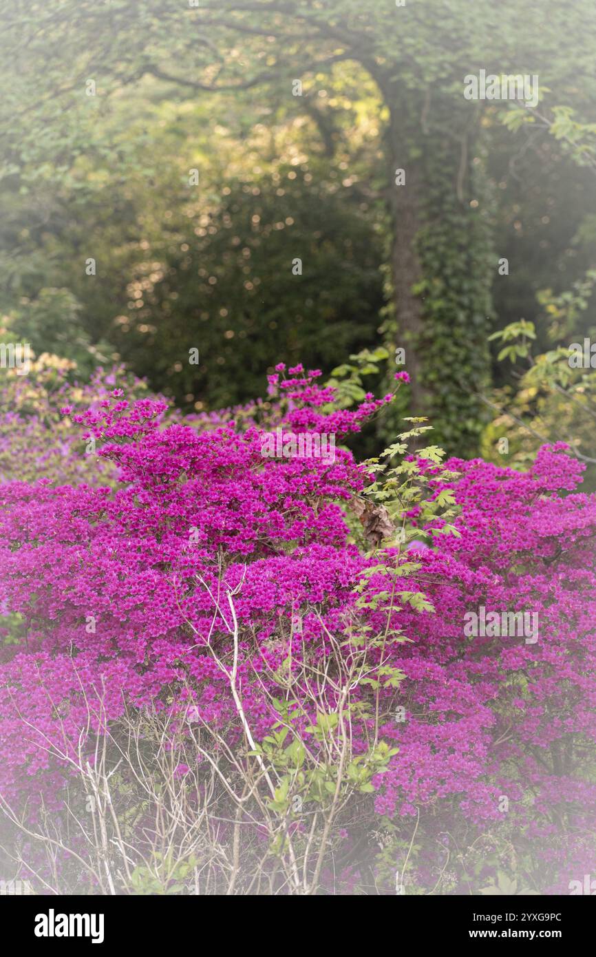 Rhododendron occidentale (Rhododendron occidentale) in rosa, arbusto grande e molti fiori, sullo sfondo un tronco di albero ricoperto di edera e verde Foto Stock