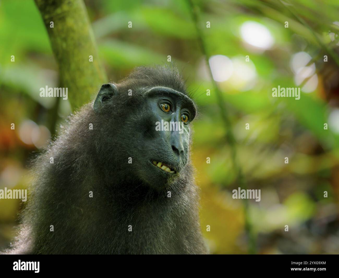 Macaco crestato nero (Macaca nigra), Parco Nazionale Tangoko, Sulawesi, Indonesia, Asia Foto Stock