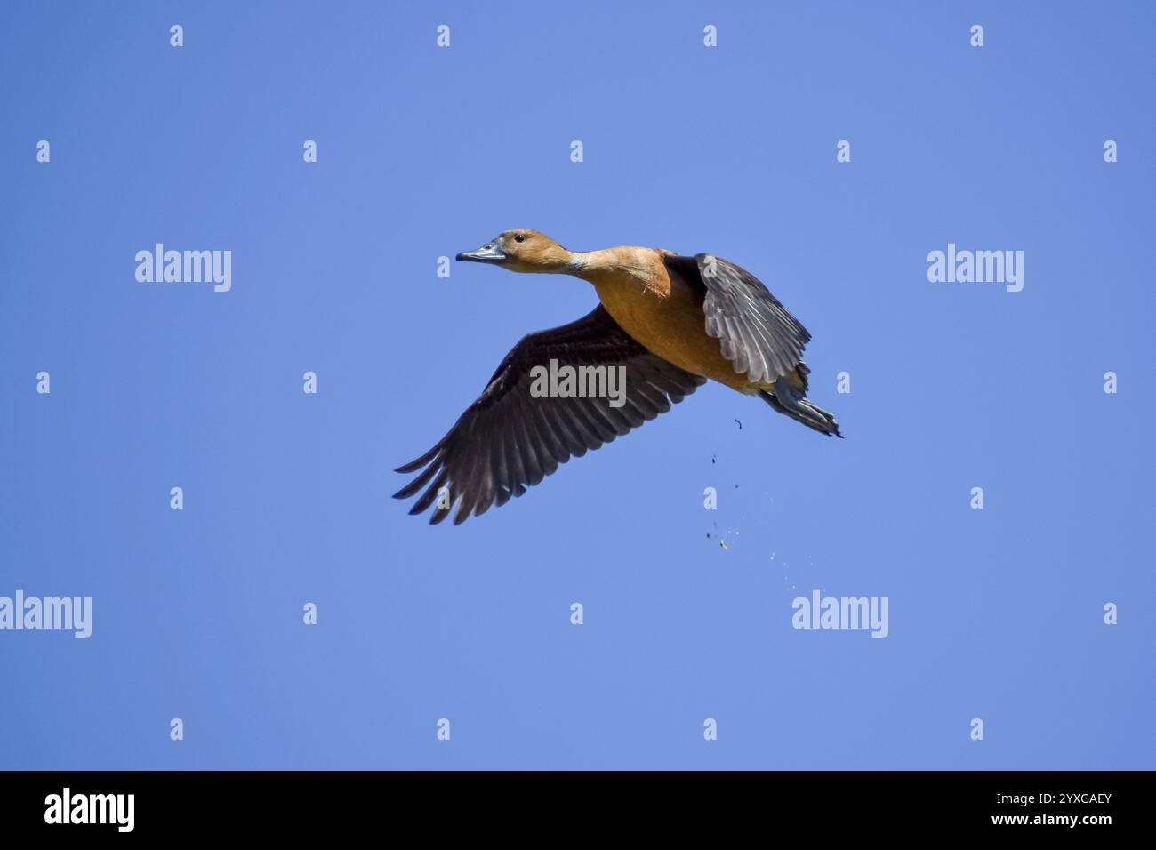 Anatra fischiante Fulva (Dendrocygna bicolor) in volo, Buenos Aires, Argentina, Sud America Foto Stock