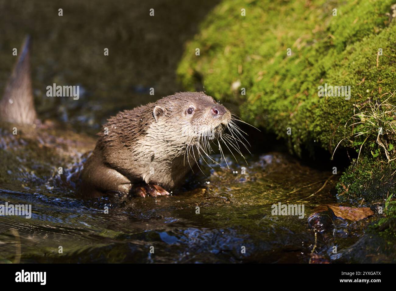 Lontra eurasiatica (Lutra lutra) sulla riva di un laghetto nella foresta bavarese, Baviera, Germania, Europa Foto Stock