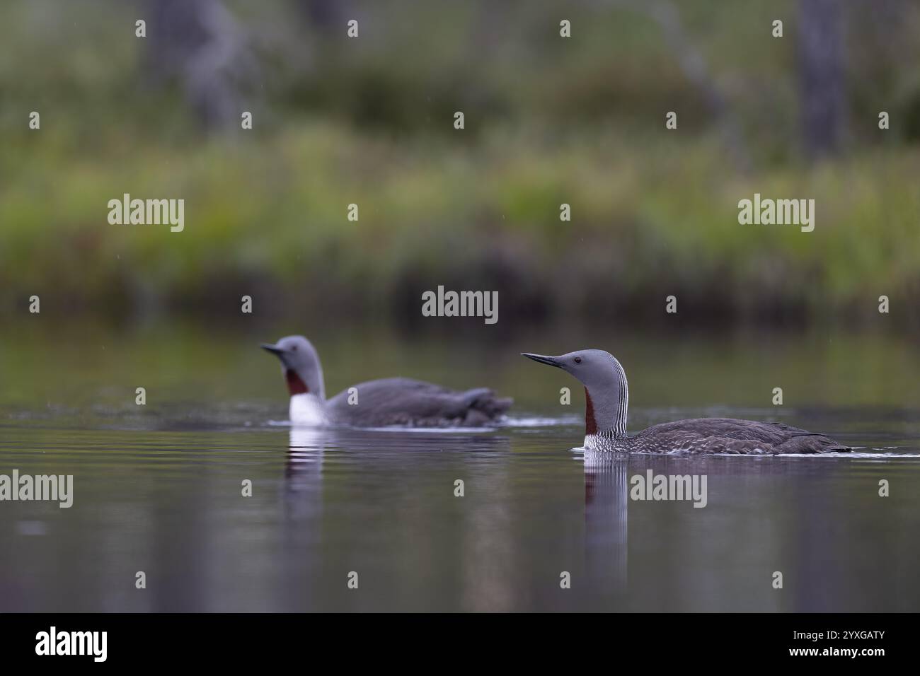 Tuffatore dalla gola rossa (Gavia stellata), Svezia, Europa Foto Stock