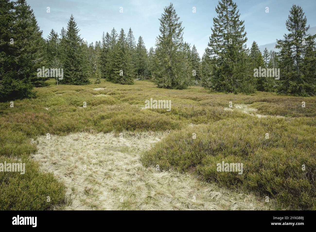 Schachten tra Heugstatt e Gentiana bavarica, foresta bavarese, Baviera, Germania, Europa Foto Stock