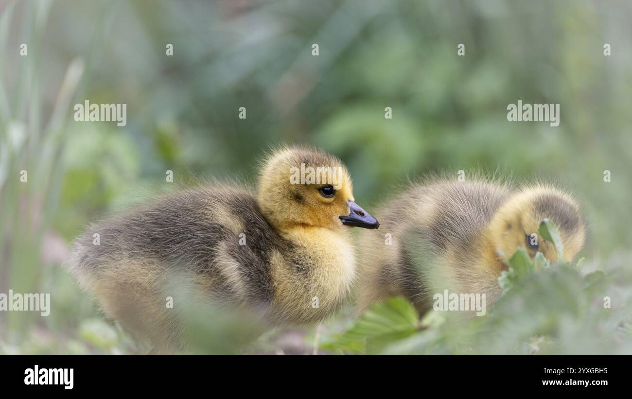 Pulcini d'oca del Canada (Branta canadensis) due sdraiati in erba e altri sottobosco, sfondo verde sfocato e canne, Rombergpark, Dortmund, RHI del Nord Foto Stock