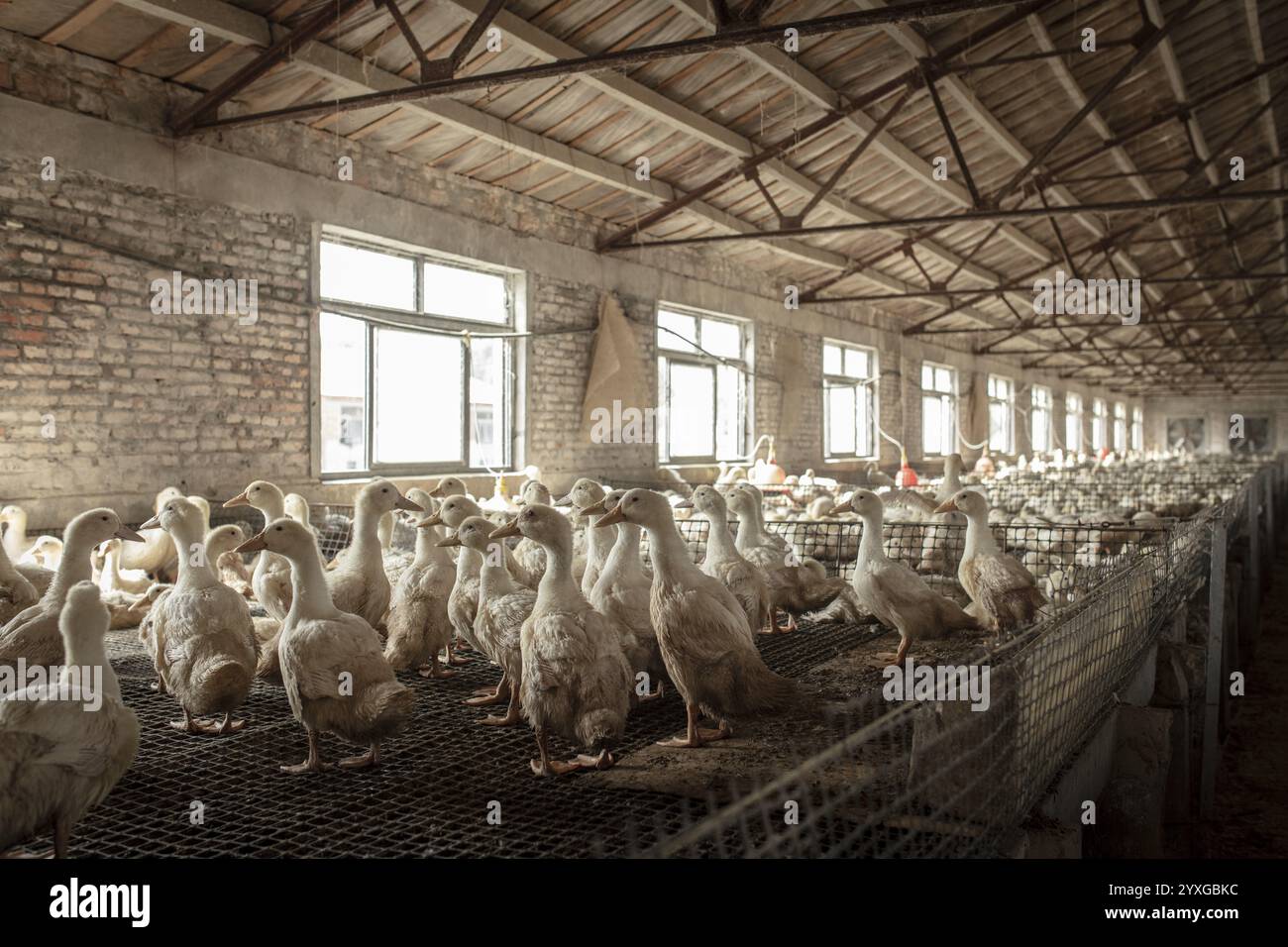 Anatre pronte per la macellazione, Jiang su Salted Duck Farming Co. Ltd, Xiang Shui County, Cina, Asia Foto Stock