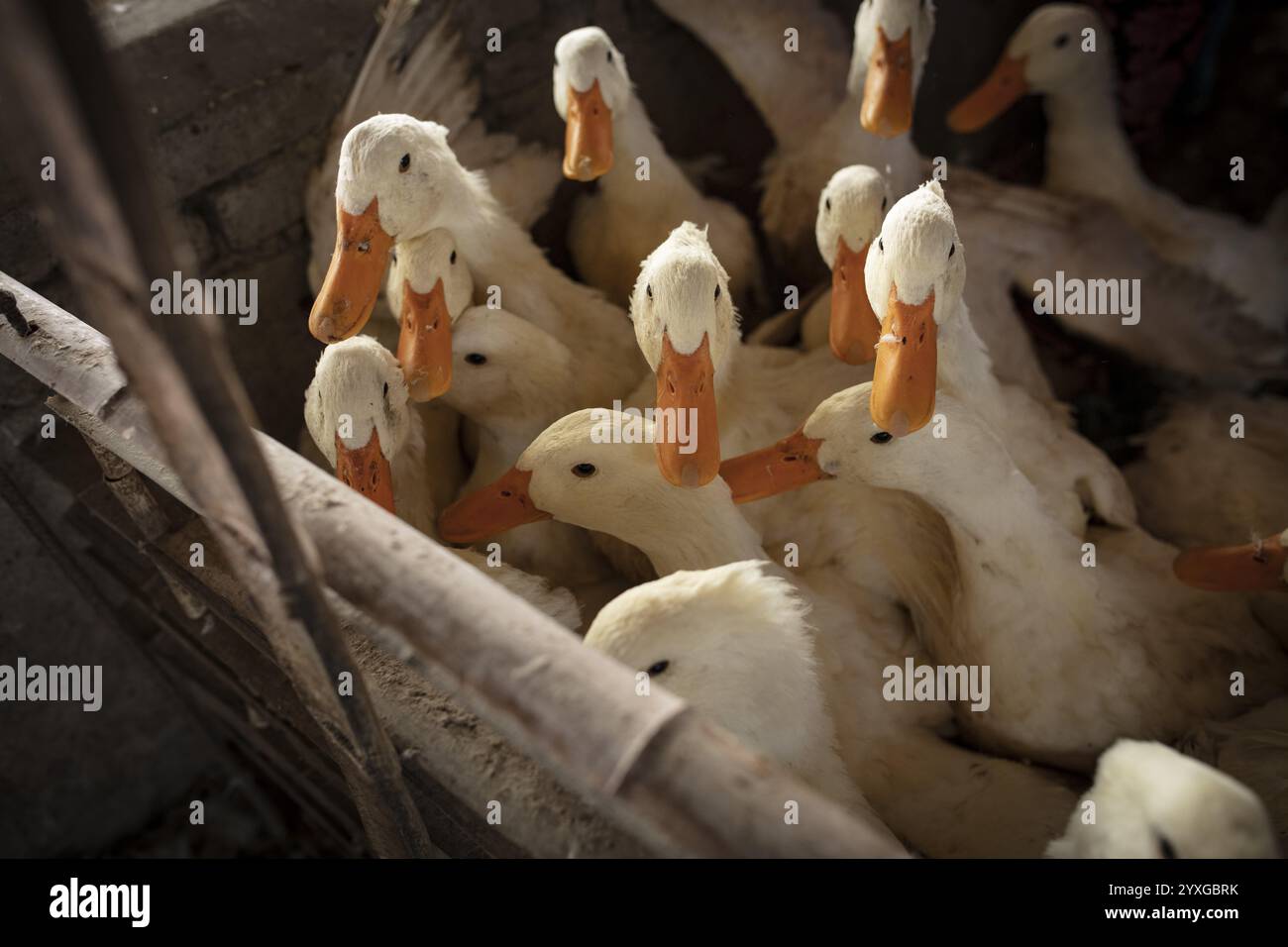 Anatre pronte per la macellazione presso la stazione di allevamento di anatre Jiang su Xiang Gui Breeding Co.. Ltd, Xiang Shui County, Cina, Asia Foto Stock