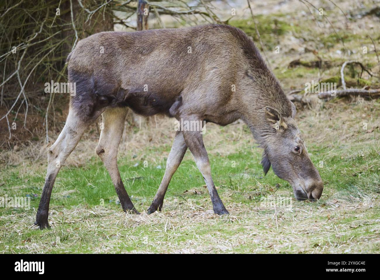 Alce (Alces alces) in piedi su un prato ai margini di una foresta, Baviera, Germania, Europa Foto Stock