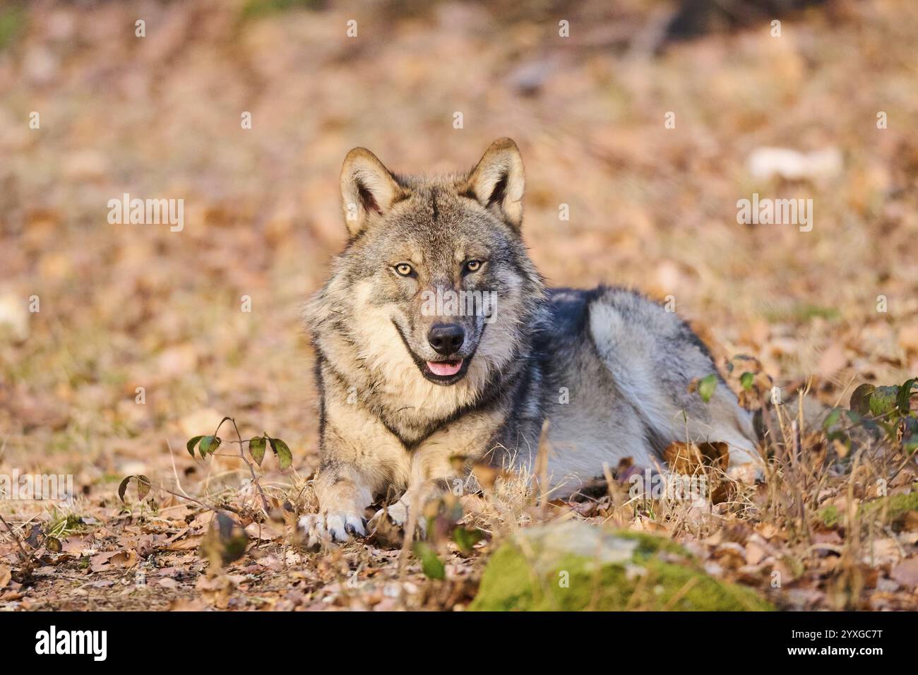 Primo piano di un lupo eurasiatico (Canis lupus lupus) in una foresta in primavera, nel Parco nazionale della foresta bavarese, in Germania, in Europa Foto Stock