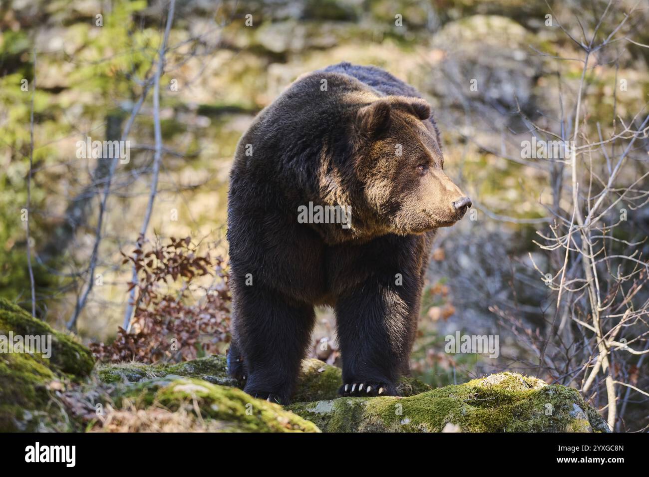 Orso bruno europeo (Ursus arctos arctos) in una foresta, Baviera, Germania, Europa Foto Stock