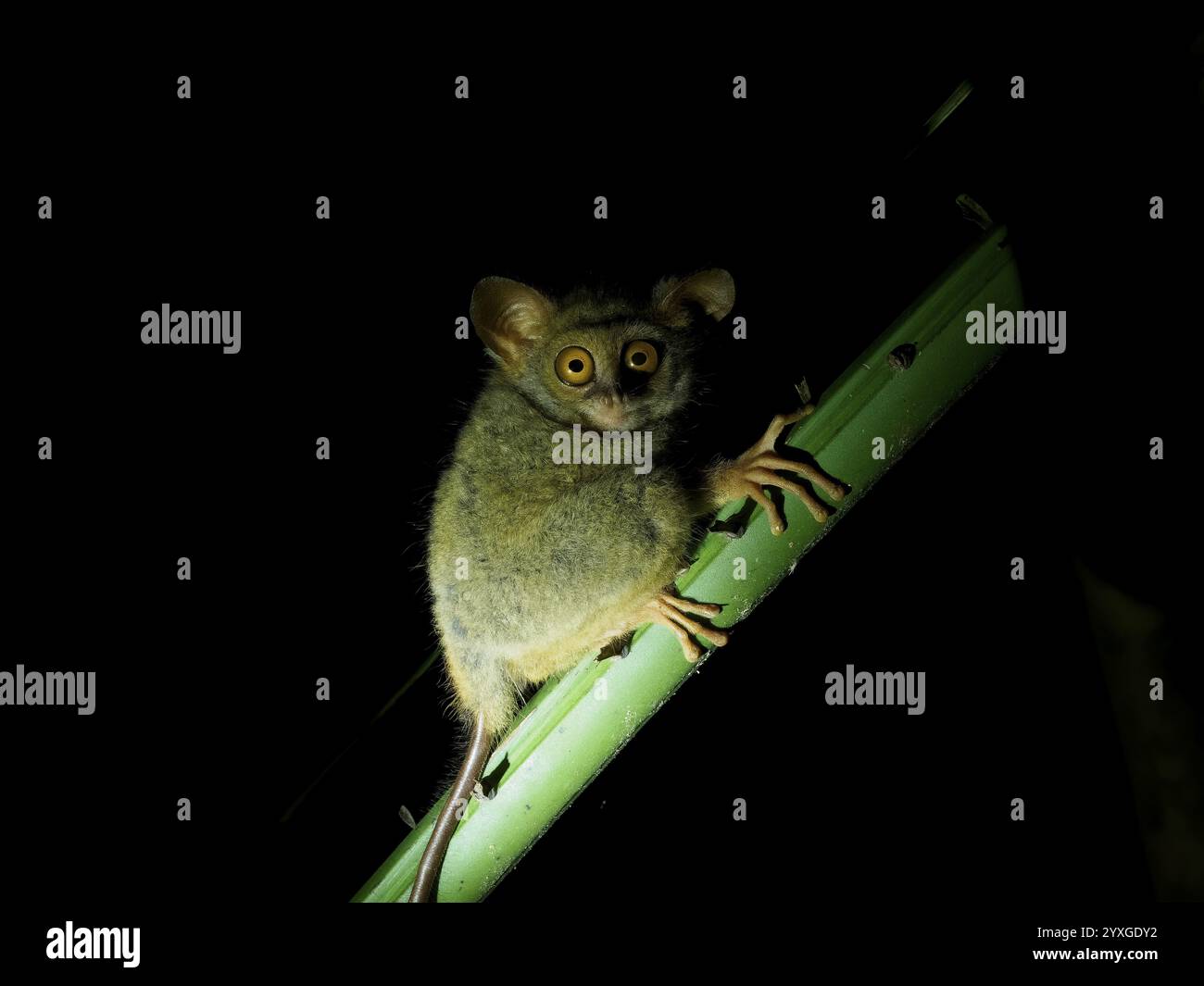 Tarsier (Tarsiidae) piccolo animale con grandi occhi, Parco Nazionale Tangoko, Sulawesi, Indonesia, Asia Foto Stock