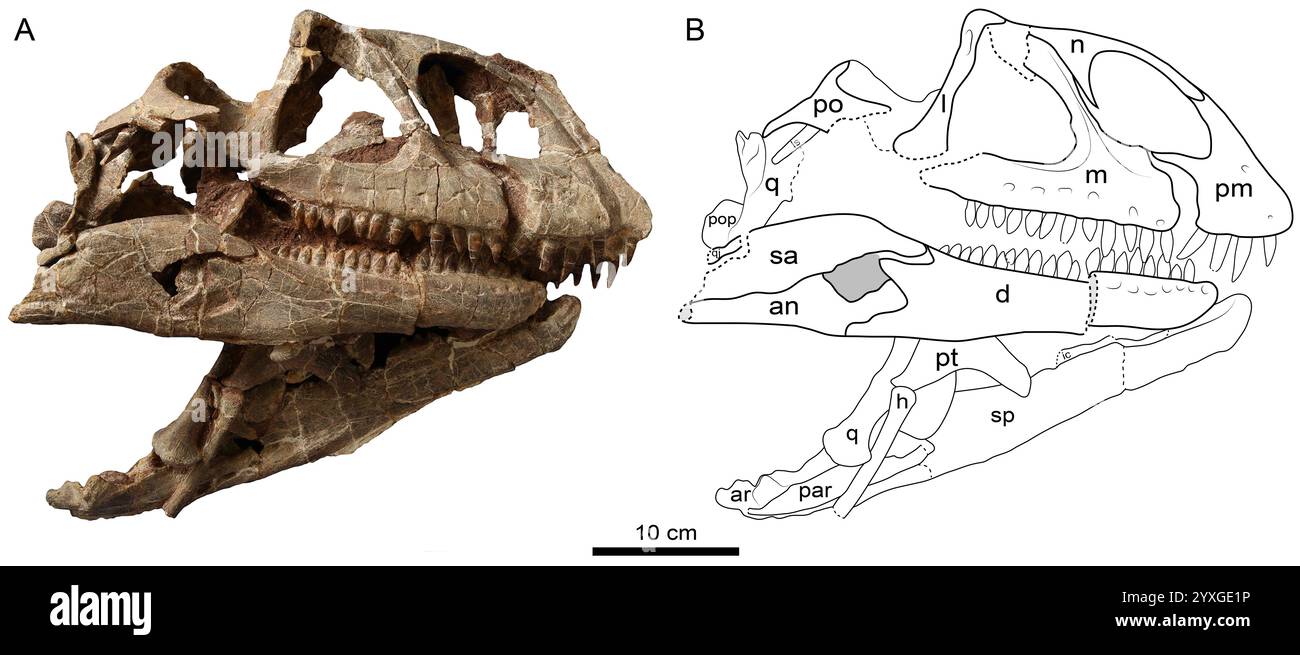 (241216) -- KUNMING, 16 dicembre 2024 (Xinhua) -- questa immagine fornita dall'Istituto di Paleontologia dei vertebrati e Paleoantropologia dell'Accademia cinese delle scienze mostra la vista e il disegno della linea del lato destro del cranio di Lishulong wangi. ANDARE CON "nuovo genere di dinosauro sauropodomorfo identificato nello Yunnan cinese" (Istituto di Paleontologia dei vertebrati e Paleoantropologia dell'Accademia cinese delle scienze/handout via Xinhua) Foto Stock