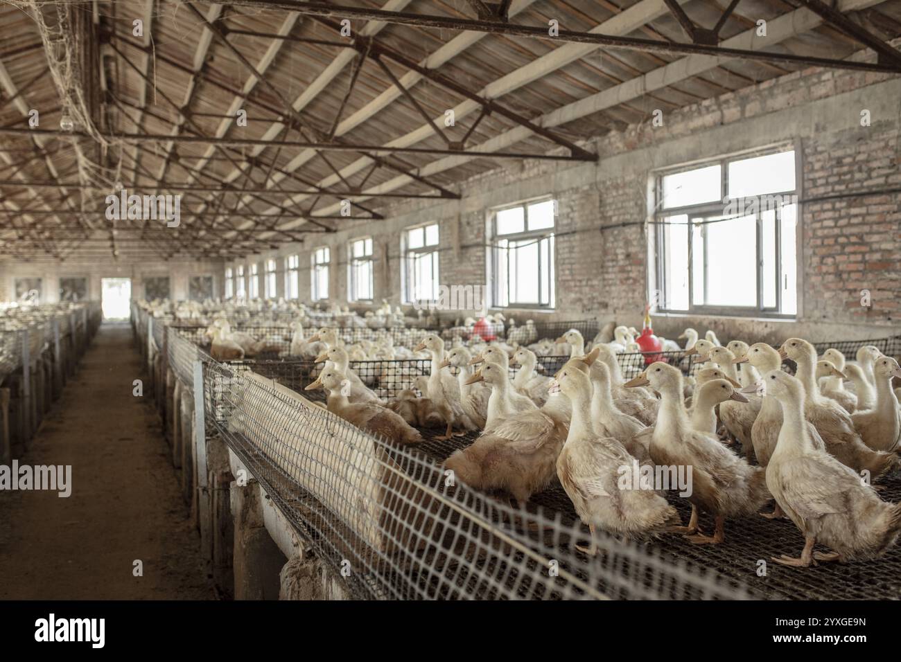 Anatre pronte per la macellazione presso la stazione di allevamento di anatre Jiang su Xiang Gui Breeding Co.. Ltd, Xiang Shui County, Cina, Asia Foto Stock