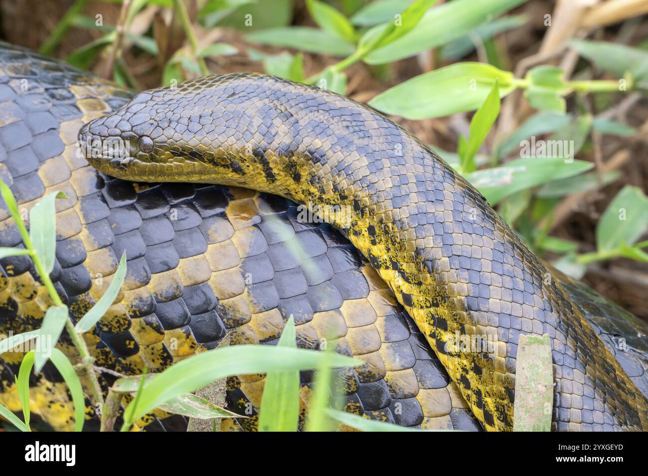 Anaconda gialla (Eunectes notaeus), nota anche come anaconda del Paraguay o anaconda meridionale, boa (Boidae), piccoli accoppiamenti maschili con una femmina molto più grande, Pant Foto Stock