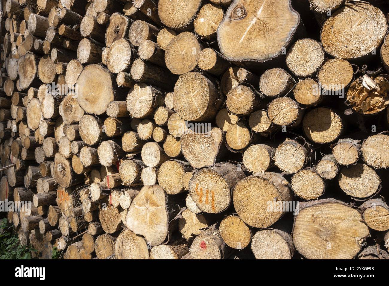 Pila di legno di abete segato Foto Stock