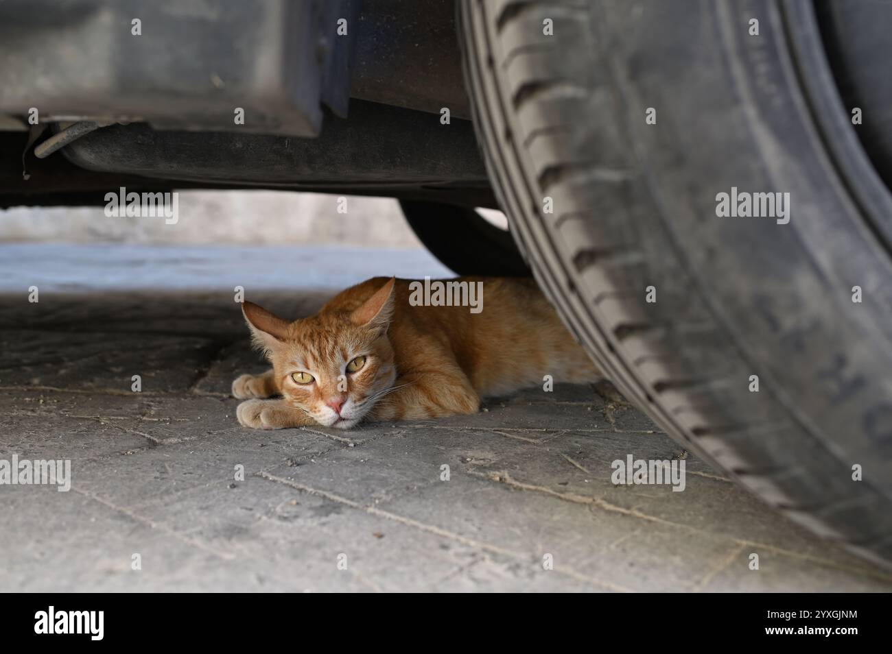 Ginger Cat randagio che riposa sotto un'auto. Un gatto di zenzero giace sotto un'auto parcheggiata all'ombra, fuggendo dal caldo della giornata. Foto Stock