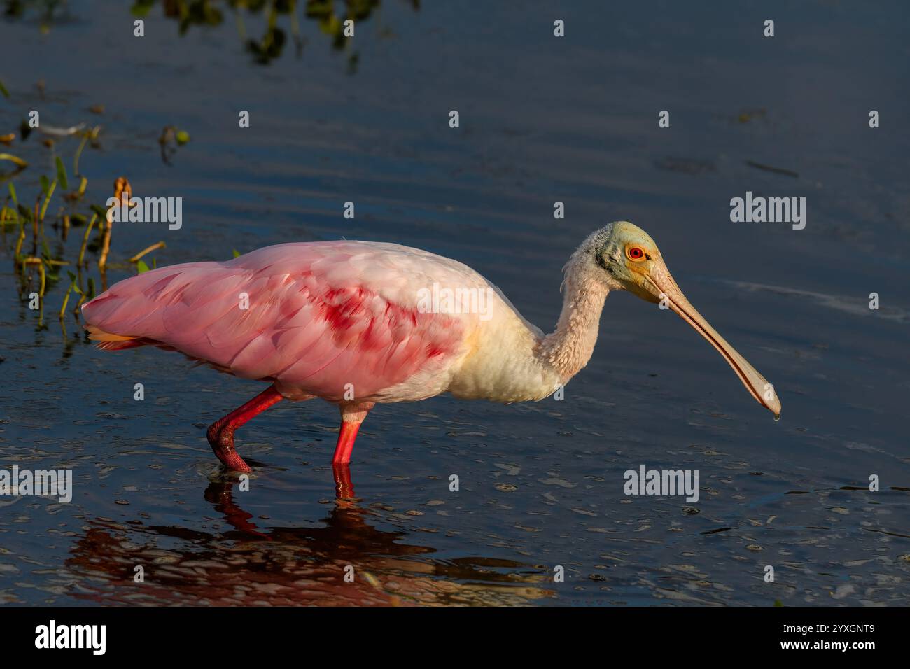 Roseate spoonbill Foto Stock