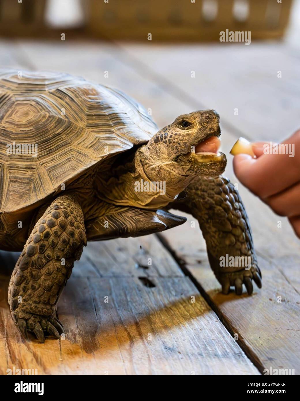 Tartaruga apre la bocca mentre la persona la alimenta a a mano all'interno di un edificio, mostrando un primo piano del comportamento dei rettili su pavimento in legno, California, USA, maggio 2024 Foto Stock