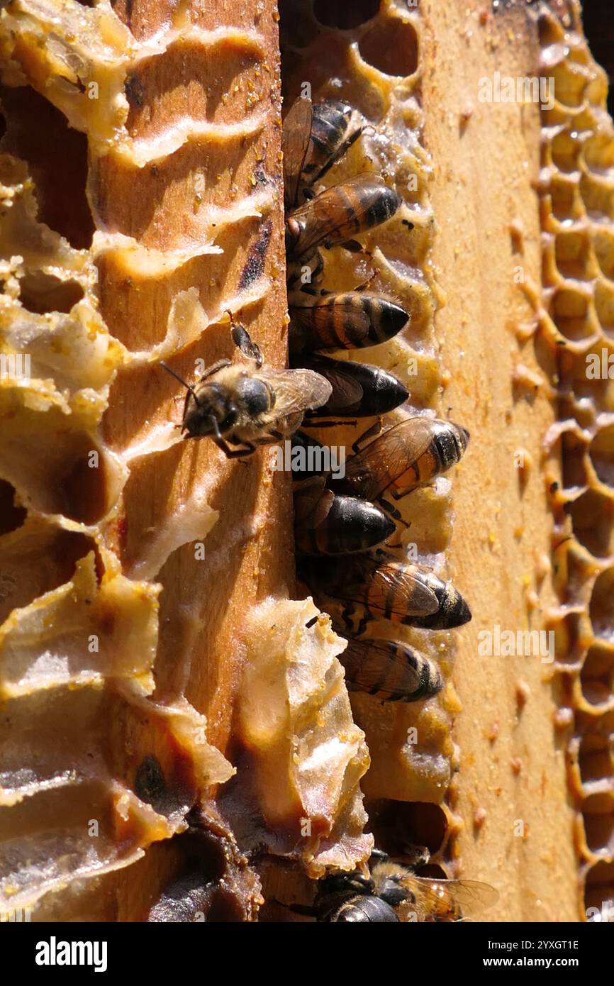 Alveari locali a pochi minuti a piedi da casa mia. Queste api impollinano i nostri giardini per tutta l'estate e preparano un delizioso miele. Molti alveari, molte api! Foto Stock