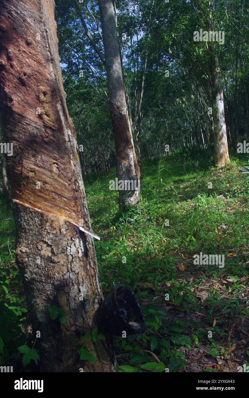 Hevea brasiliensis, la gomma Pará, la sharinga, la seringueira, o più comunemente, la gomma o la gomma pianta Foto Stock