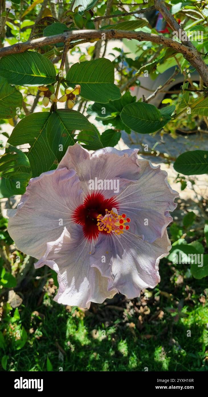 Questa foto cattura uno splendido fiore di ibisco lilla in piena fioritura. - Immagine stock catturata con smartphone