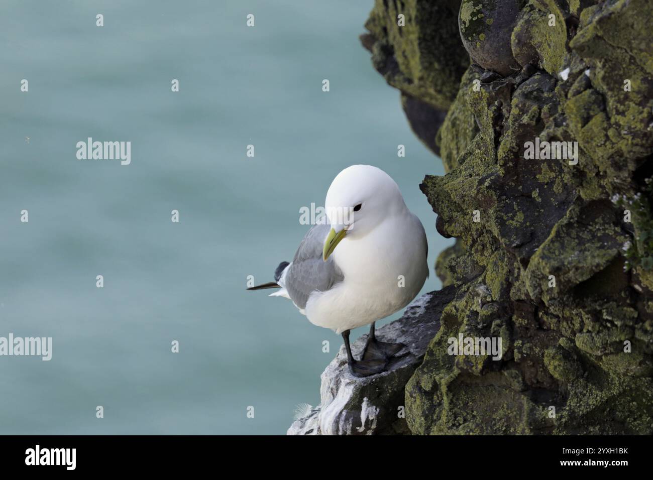 Kittiwake dalle gambe nere sulla scogliera che nidifica Foto Stock