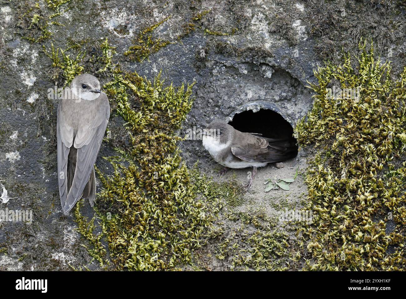 Sabbia Martins al nido Foto Stock