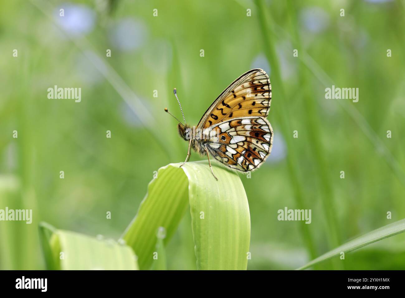Piccola perla confina Fritillary Foto Stock