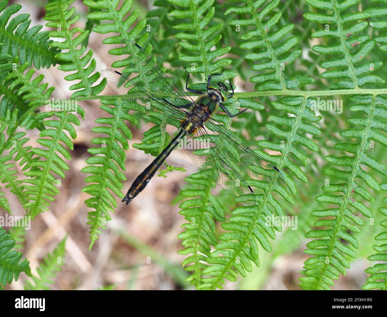 Roverella Libellula Smeraldo Foto Stock