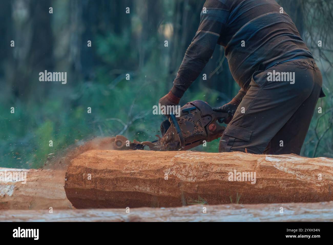 Un operaio forestale taglia un albero nella foresta Foto Stock