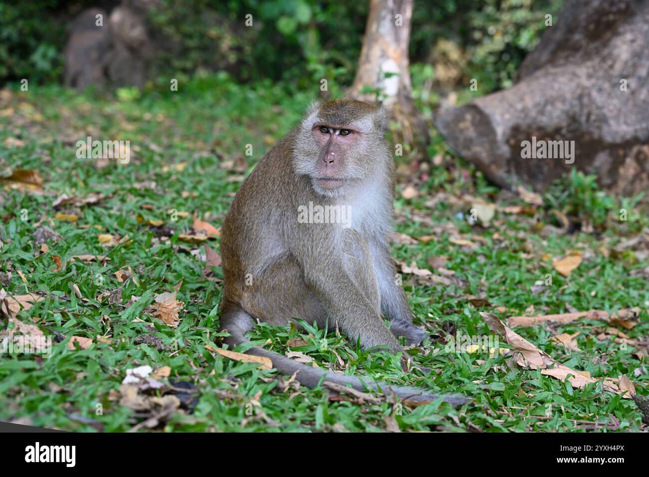 Scimmia Macaque selvatica seduta nell'erba del parco. Provincia di Khao Lak, Thailandia Foto Stock