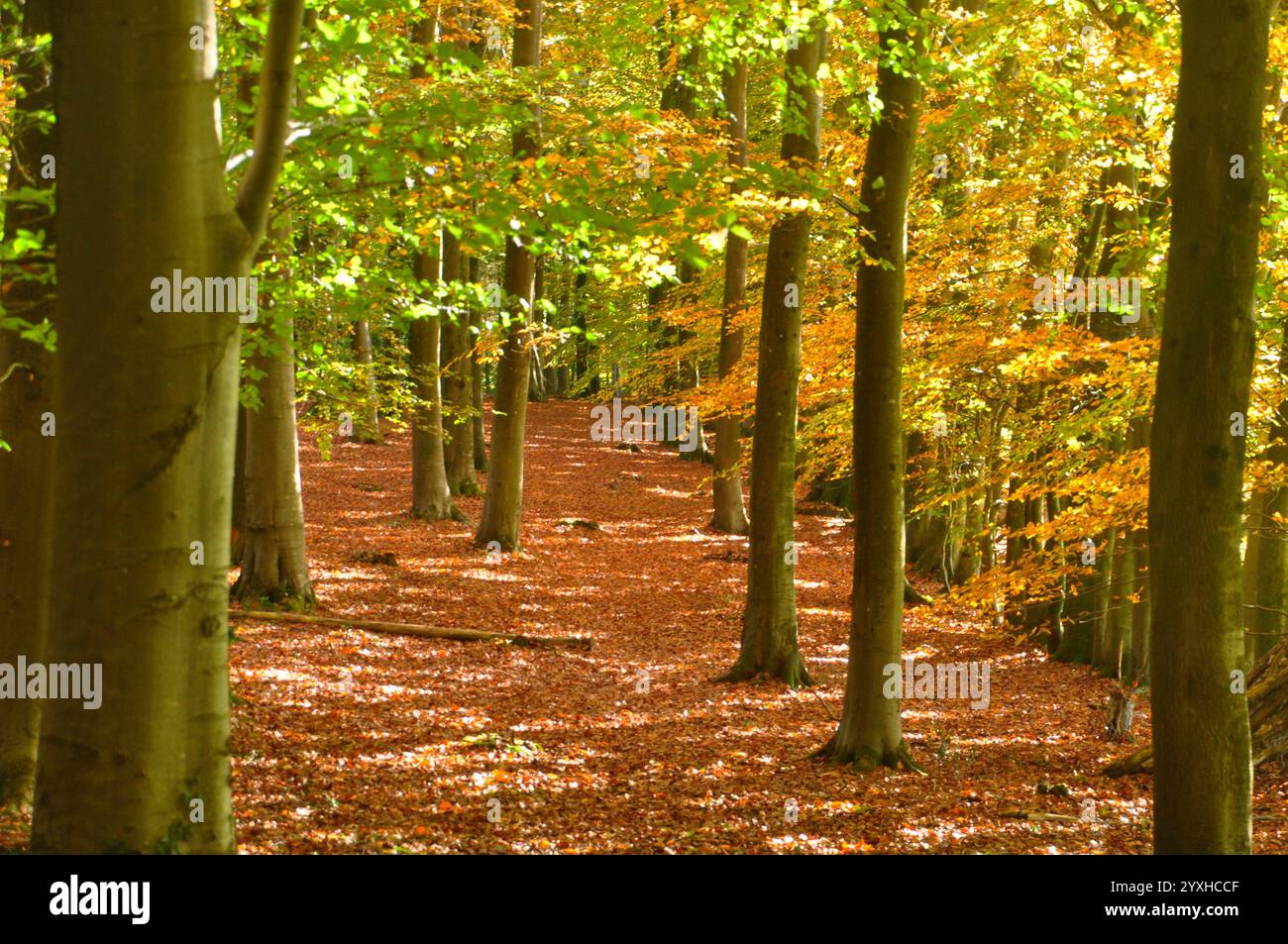 I boschi di faggio (Fagus sylvatica) alla luce del sole autunnale portano colori morbidi che trasmettono una sensazione di pace e tranquillità per aiutare il benessere generale.Somerset.UK Foto Stock